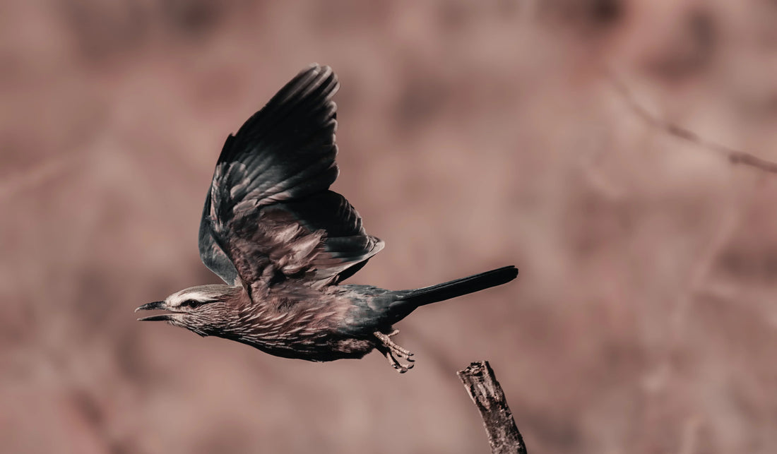 Freezing the Purple Roller in Flight