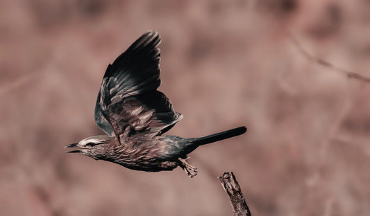Freezing the Purple Roller in Flight