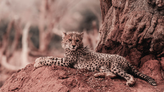 The Fragile Dance of Cheetah Survival