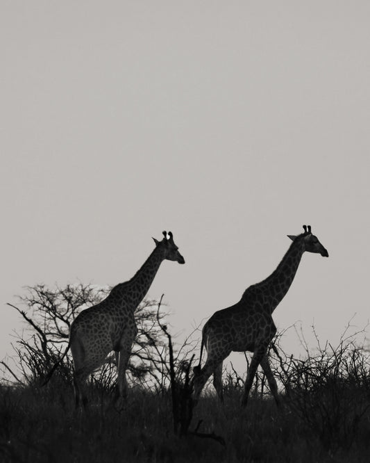 Three of a Kind