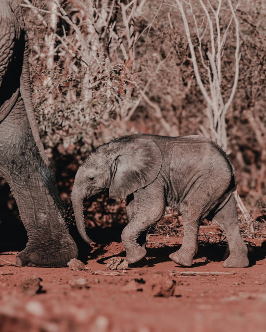 Tiny Strides