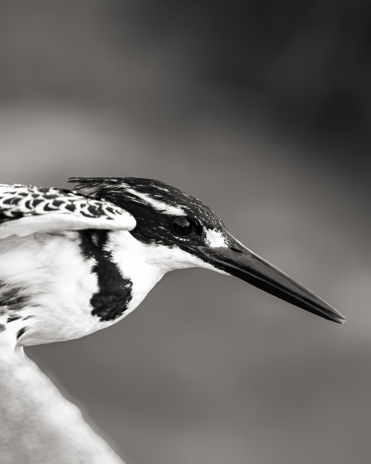 Precision fine art wildlife photography print capturing a pied kingfisher perched alert with sharp focus in the African bushveld.