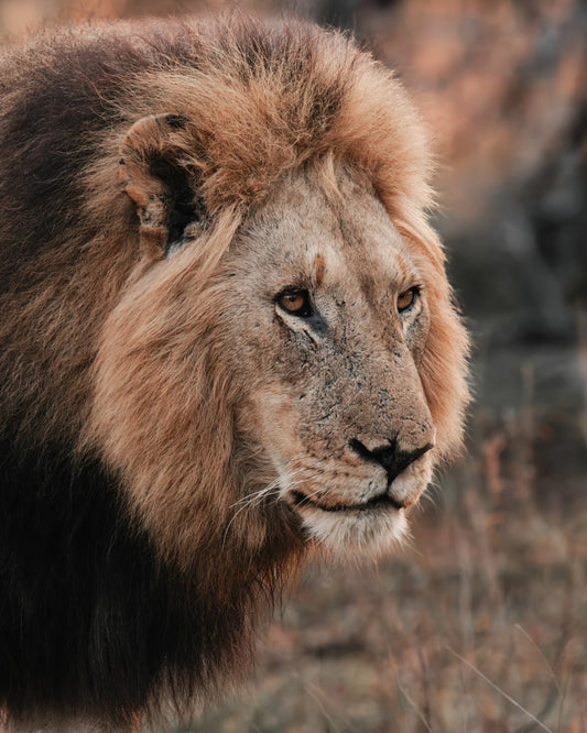 Dark Mane