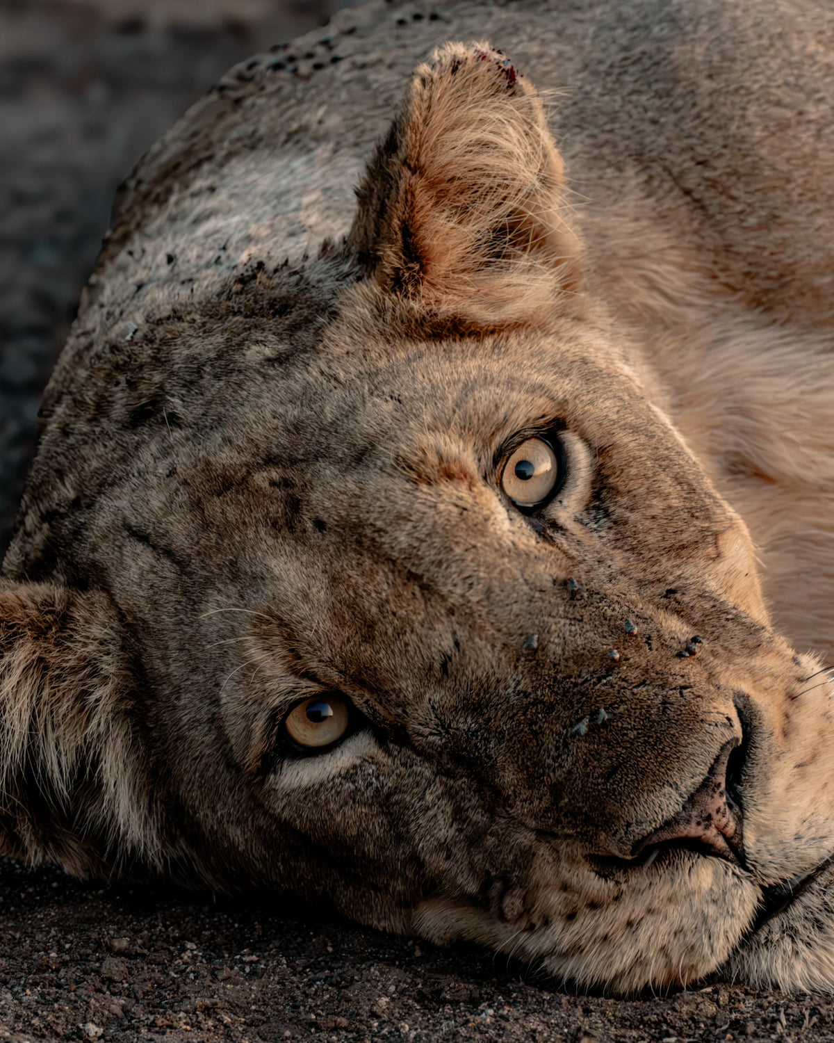The Gaze