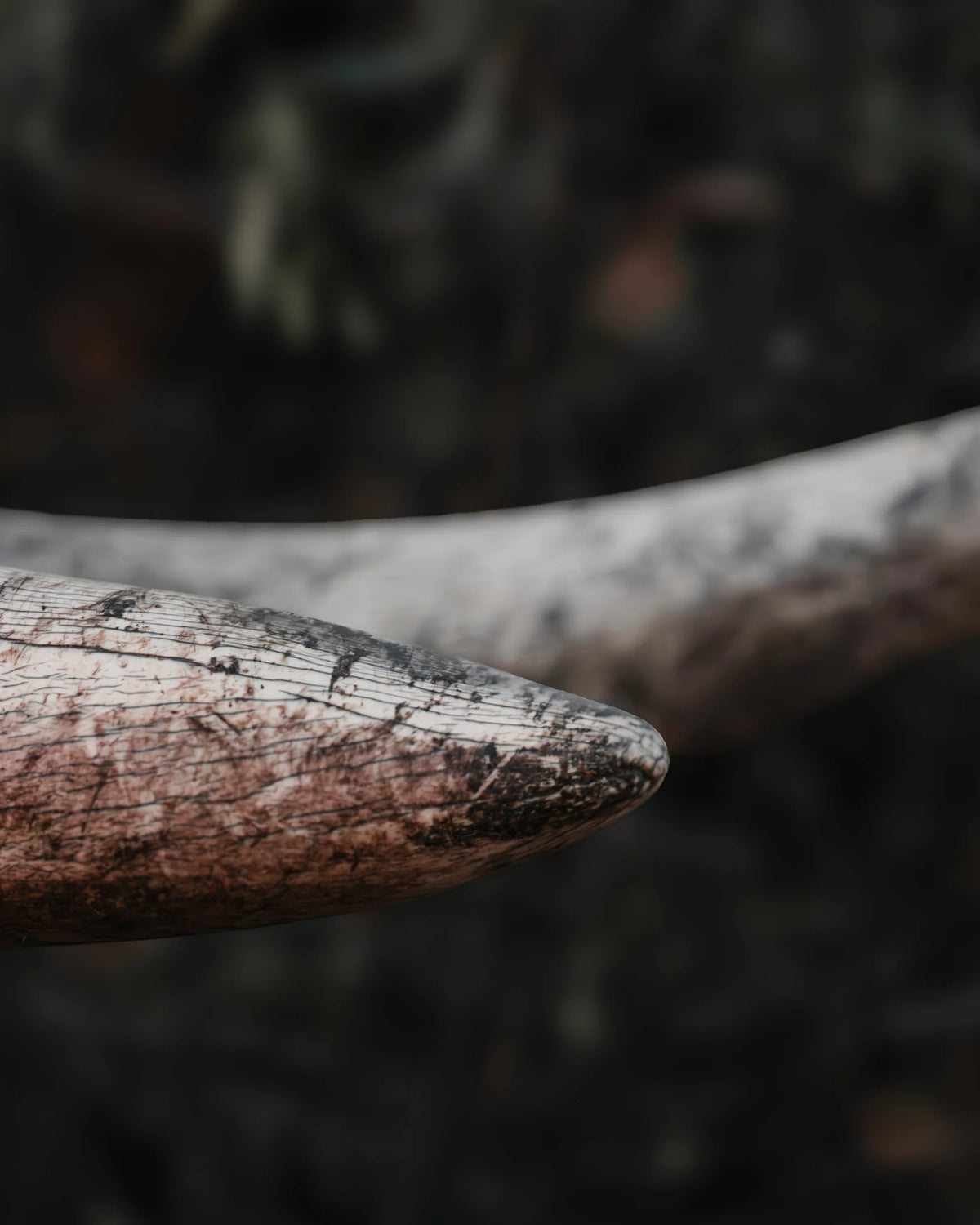 Etched in Ivory