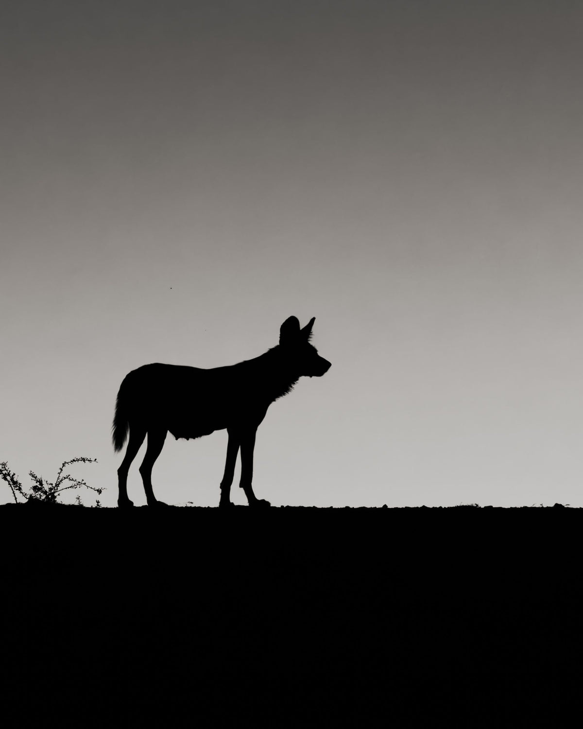 Edge of Night