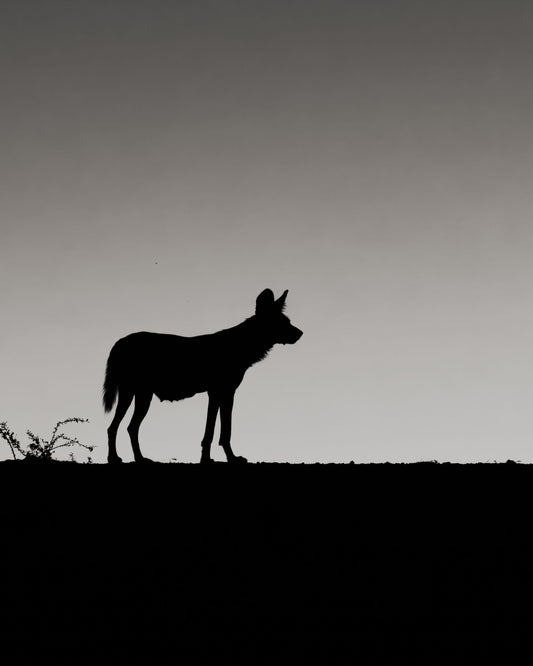 Edge of Night