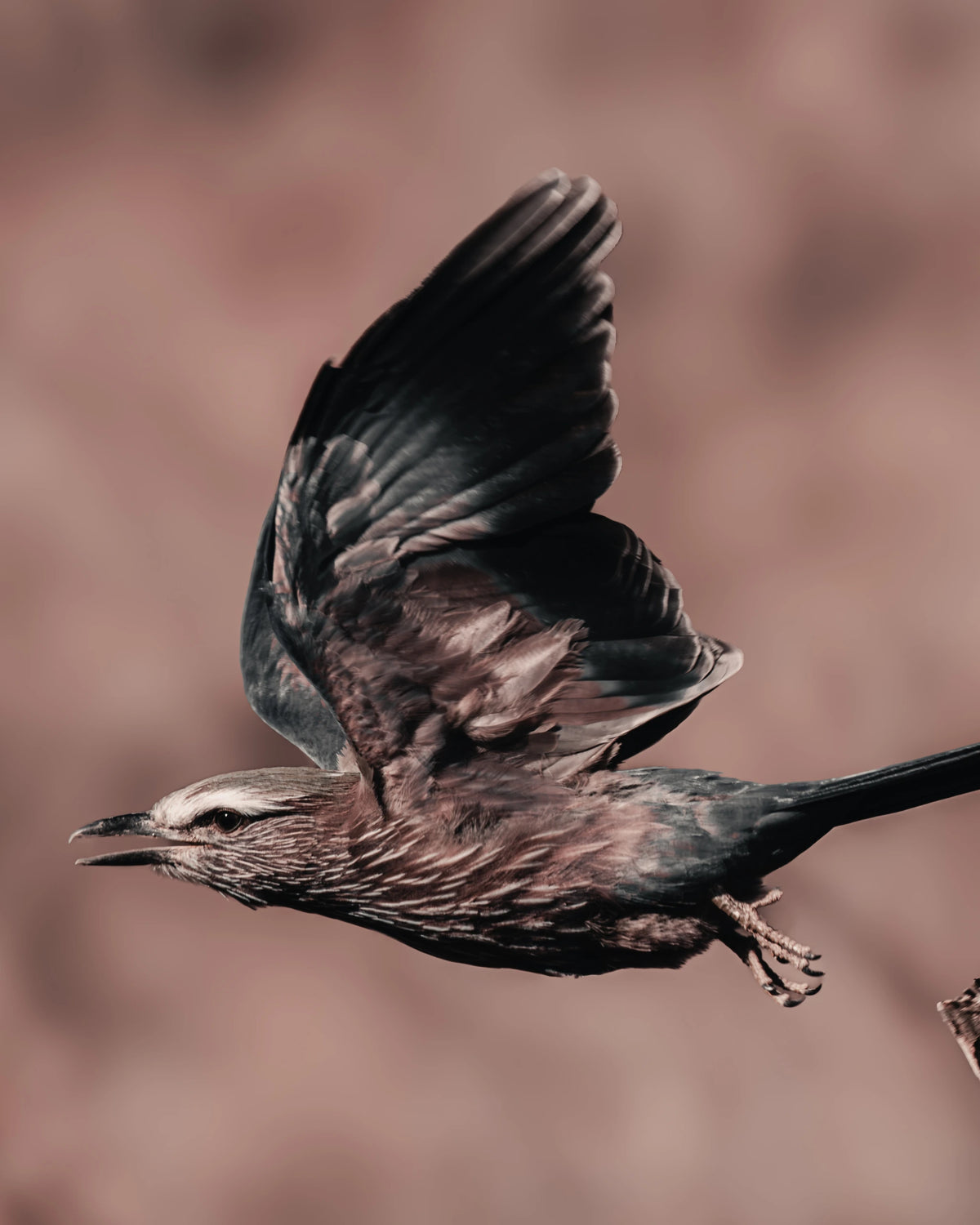 Gliding Free