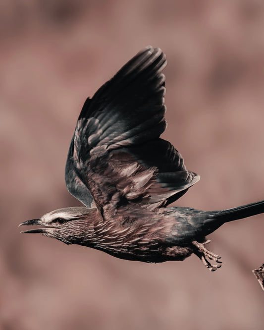 Gliding Free