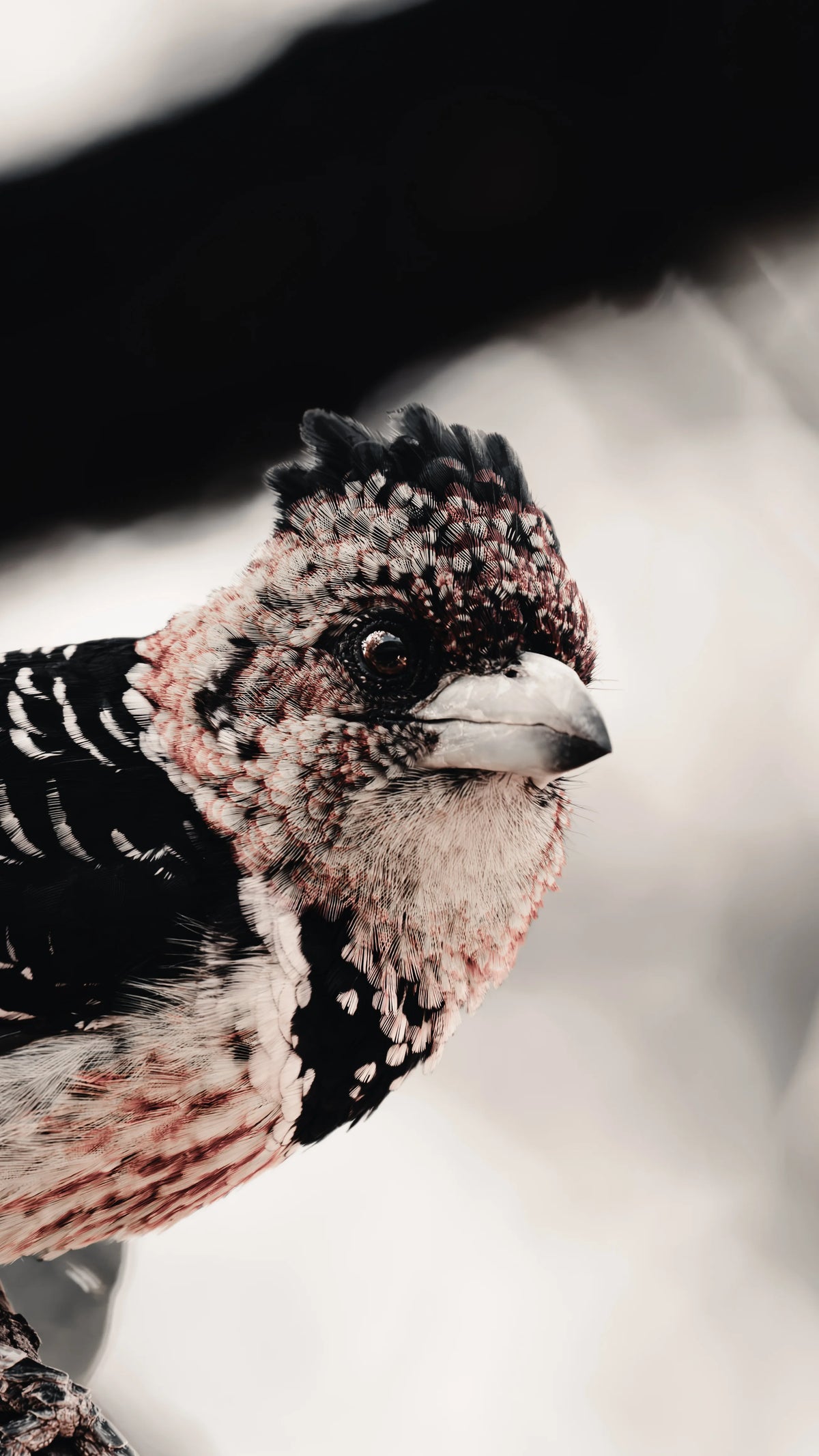 A close-up portrait of a crested barbet with black, white, and pink speckled feathers, shown in profile against a soft blurred light grey and black background.