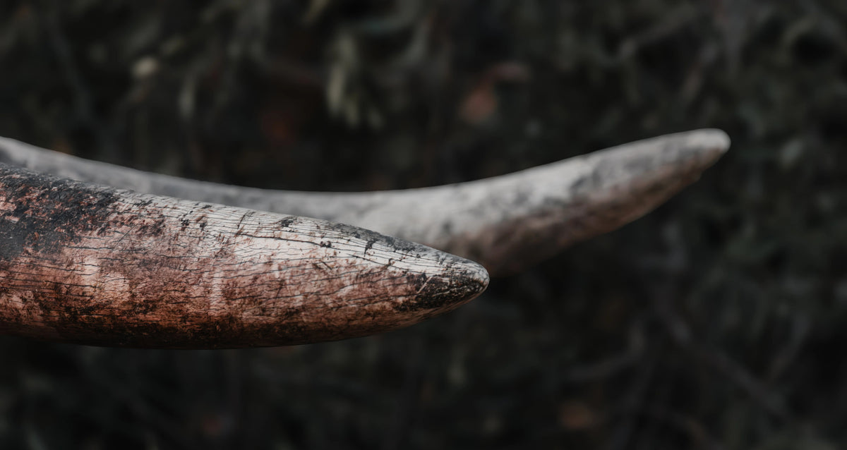 Close-up of two weathered elephant tusks with textured brown, black, and grey tones against a dark blurred natural background.