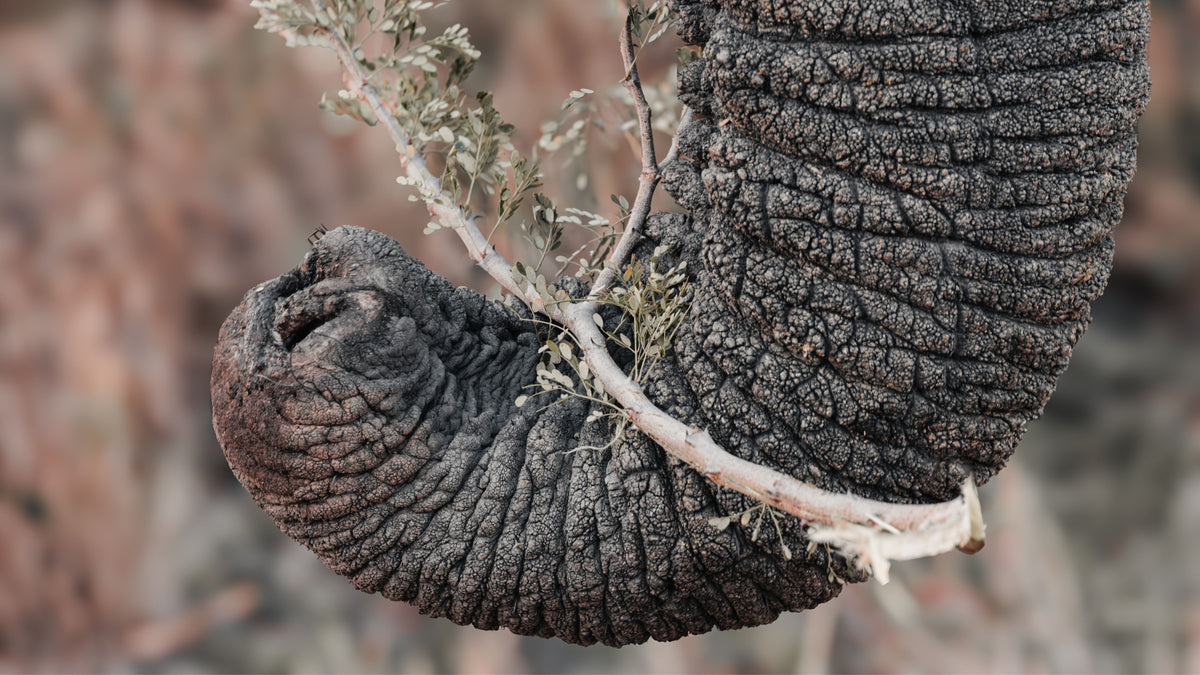 A close-up photograph of a wrinkled dark gray elephant trunk holding a small branch with dried leaves, set against a blurred natural background of brown and beige foliage.