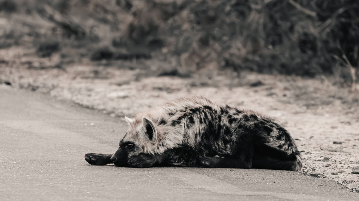 A hyena lies resting on a road in a natural outdoor setting with dry brush in the background.