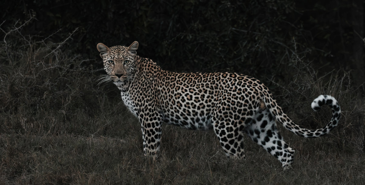 A leopard stands in dark grass and brush at night, shown in profile with its head turned toward the camera. The animal's spotted coat is clearly visible against the very dark background.
