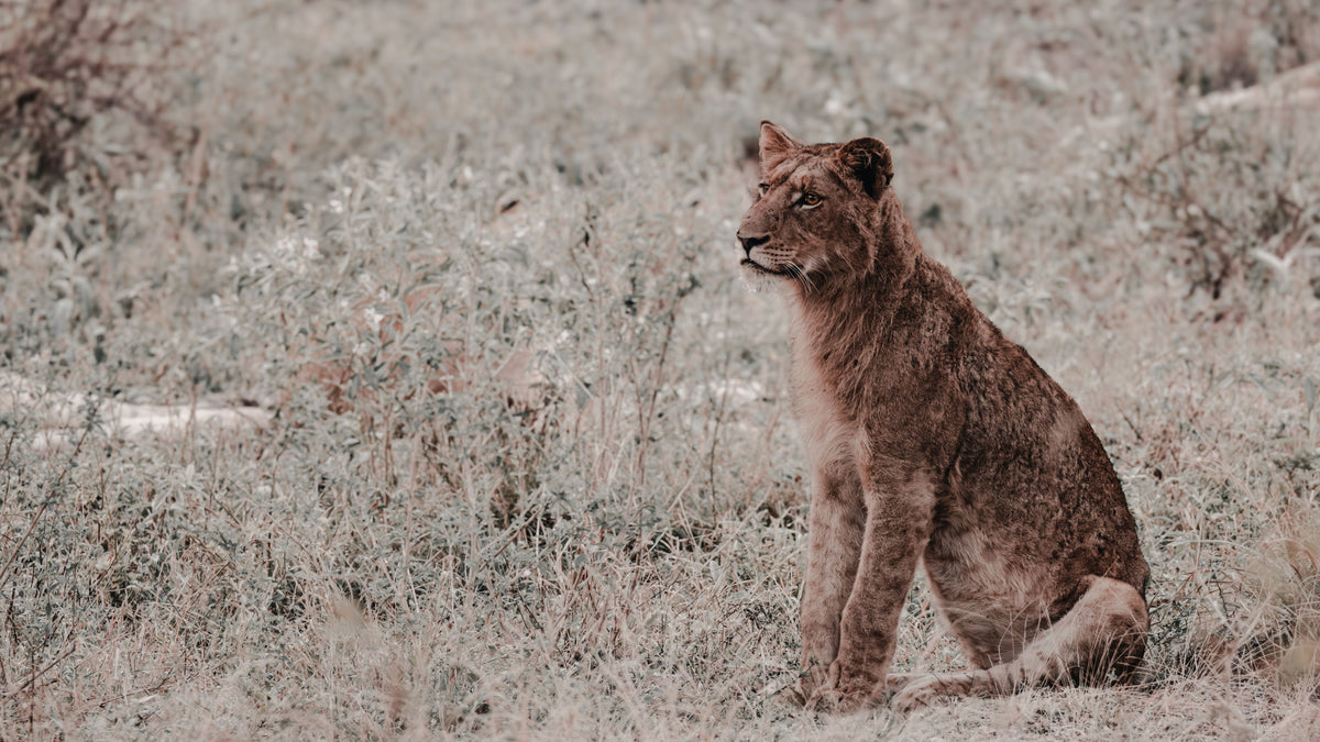A young lion cub sitting in dry grassy terrain, looking off to the side. The scene is rendered in muted, desaturated tones with beige, brown, and gray colors.