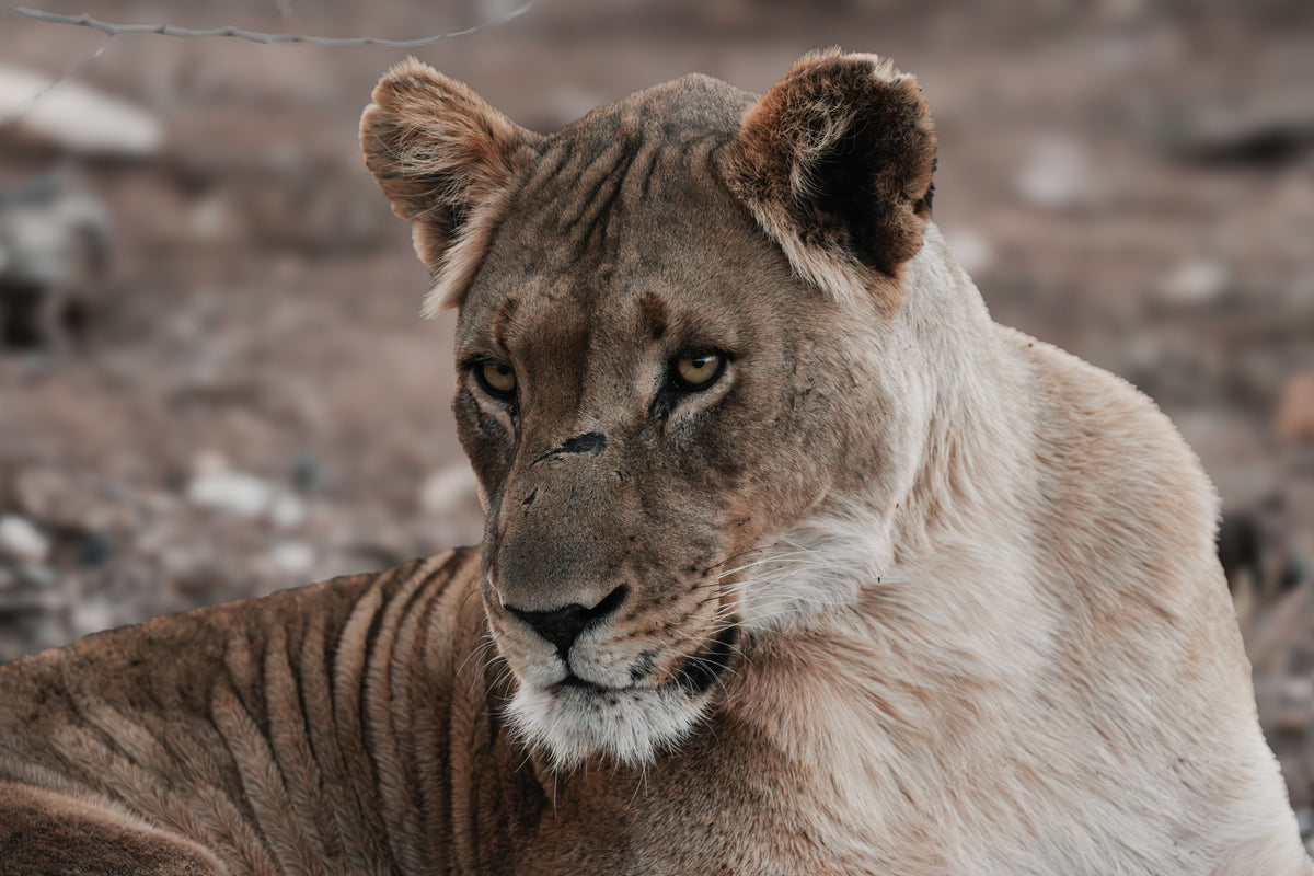 A close-up portrait of a lioness resting outdoors on dry, rocky ground.