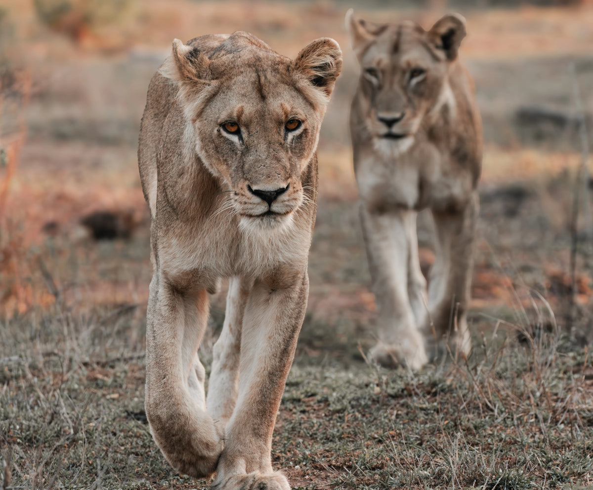 Two lionesses walking through dry grass in a natural savanna setting, with one in sharp focus in the foreground and another softly blurred behind.