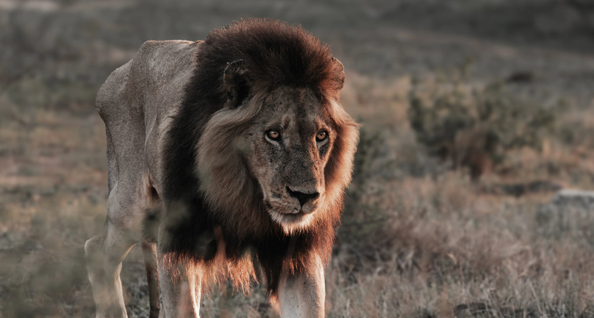A male lion standing in a dry grassy landscape, facing forward with a dark brown to black mane and warm golden light on its face and mane.