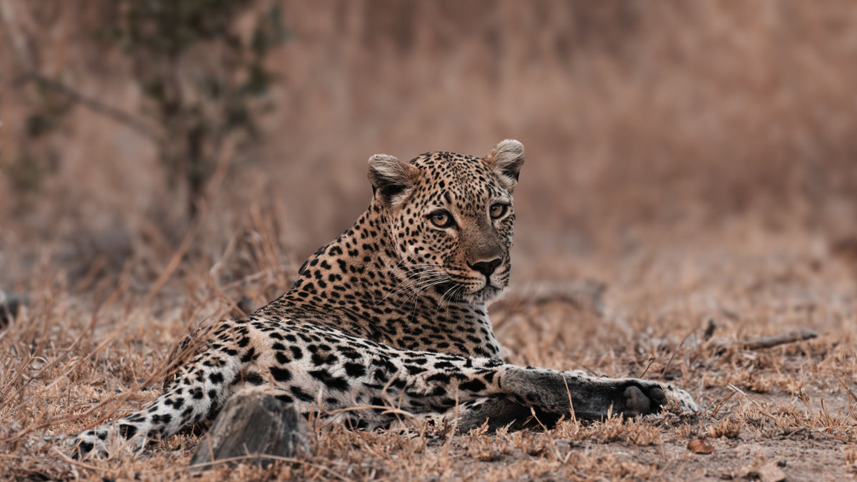 A leopard with a spotted black-and-tan coat lies on dry brown grass in a natural outdoor setting.