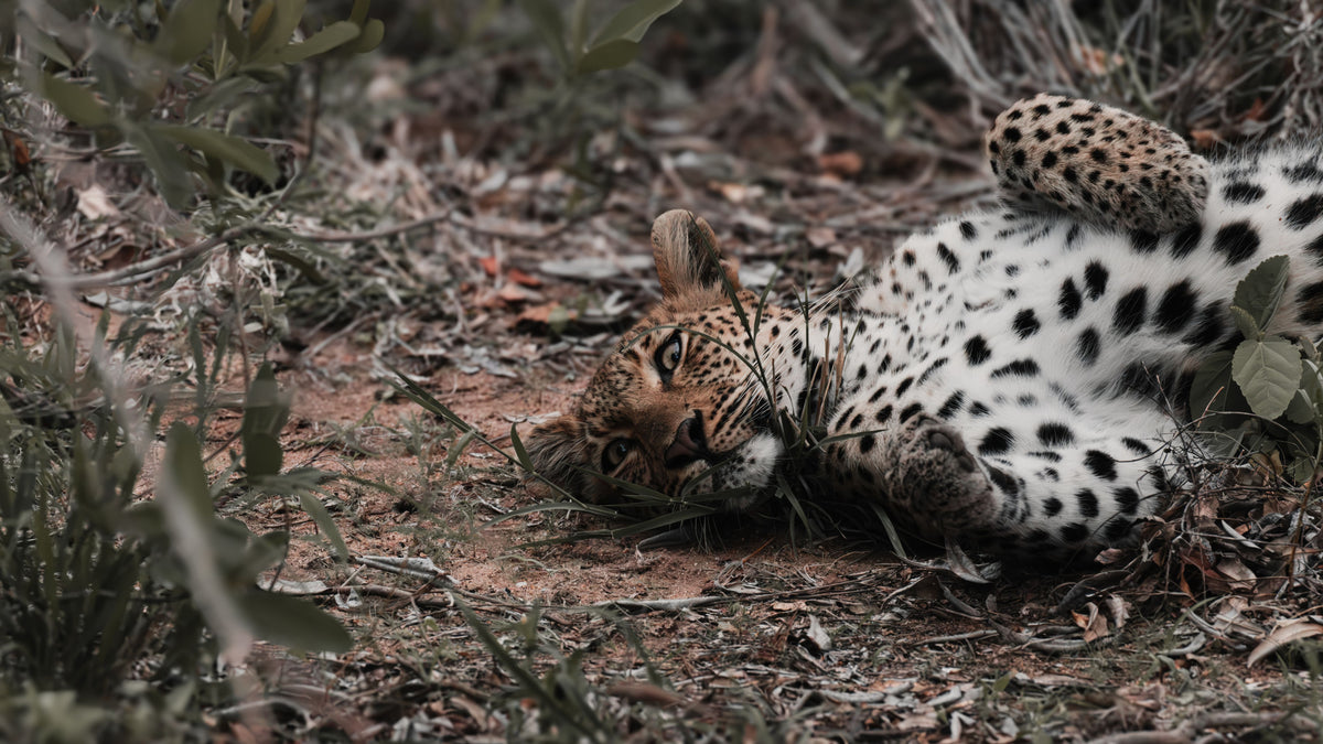 A leopard lies on its back on dry ground among shrubs and branches, with its spotted cream-and-black coat clearly visible against the natural earthy background.