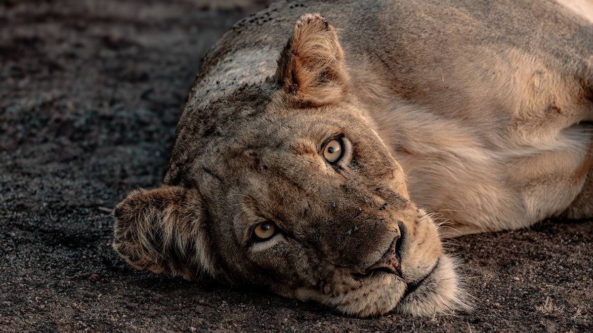 A close-up photograph of a lioness resting on dark ground, with her face and upper body visible against a natural earthy background.