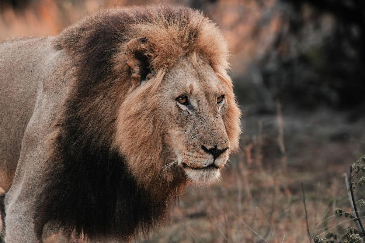 A close-up portrait of a male lion with a full tan and dark brown mane, standing in a natural outdoor setting with dry grass and blurred foliage in the background.