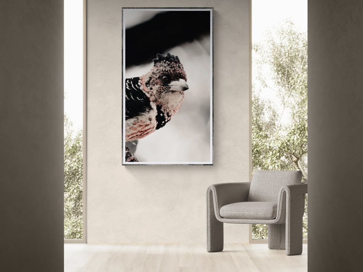 A framed vertical wall fine art print featuring a close-up photograph of a crested barbet, displayed in a modern interior setting above a grey armchair.