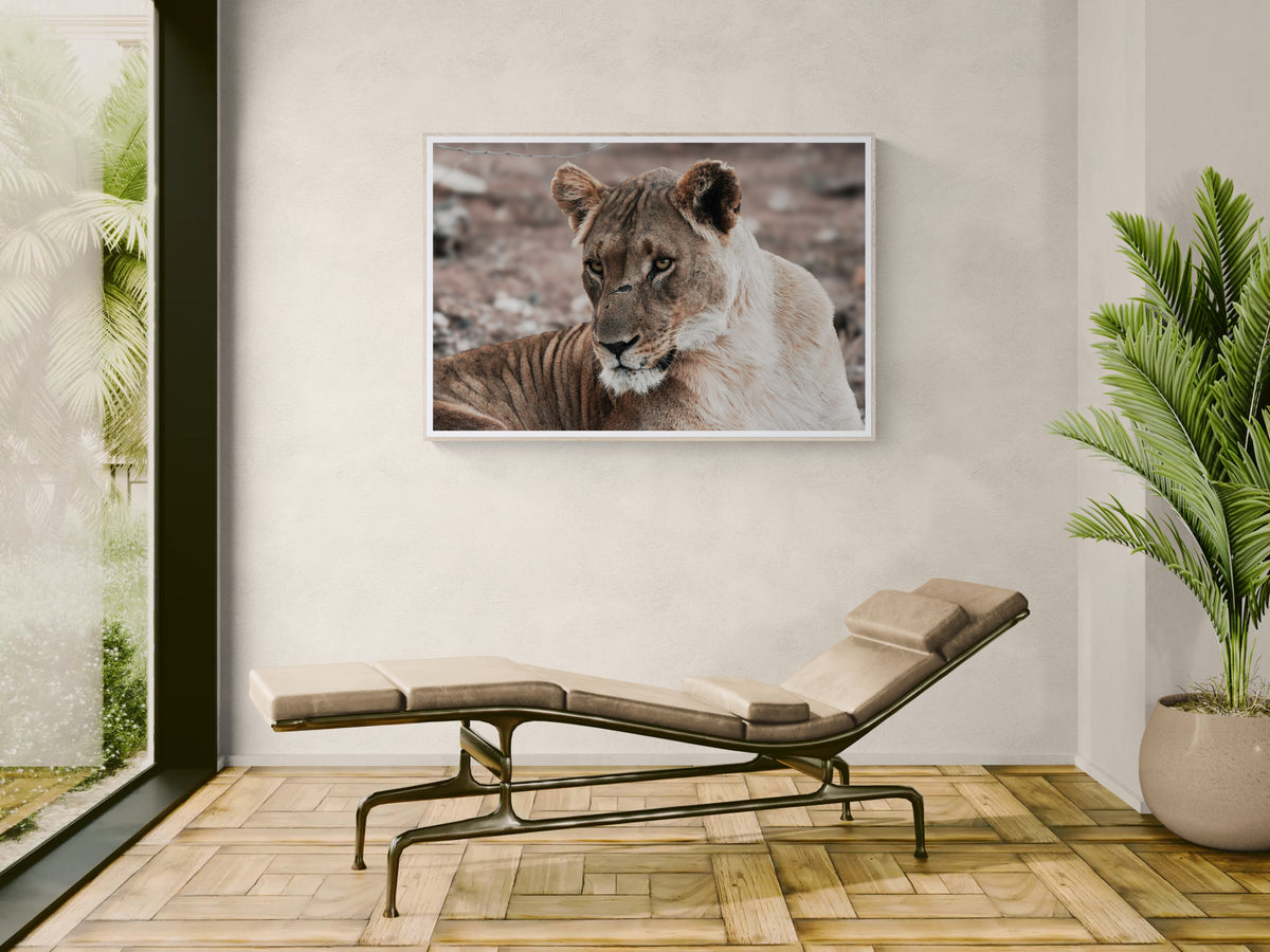 A framed photographic print of a lion cub hanging on a beige wall in a modern room, above a tan lounge chair with a potted plant nearby.