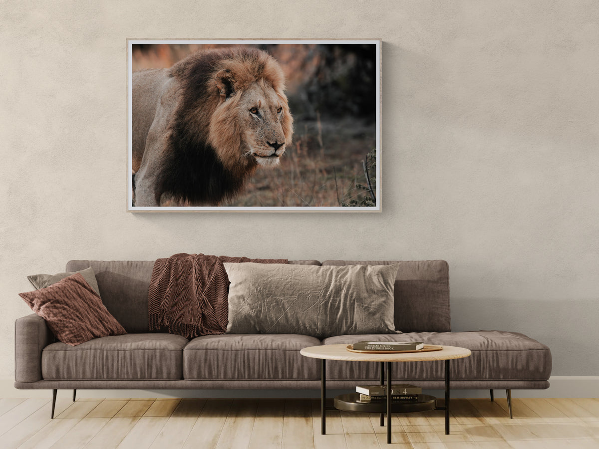 A framed photographic fine art print of a male lion hanging on a textured beige wall above a modern sofa in a living room setting.