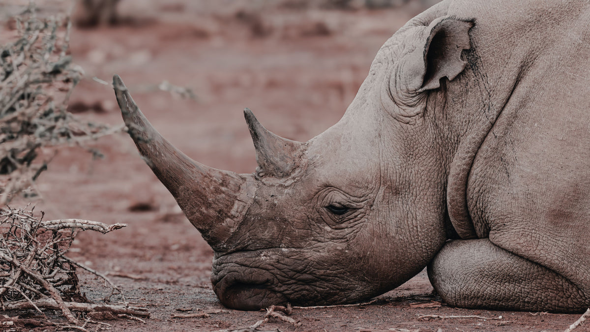 A close-up photograph of a rhinoceros resting on dry reddish-brown ground, with sparse brush visible in the foreground and a blurred natural background.