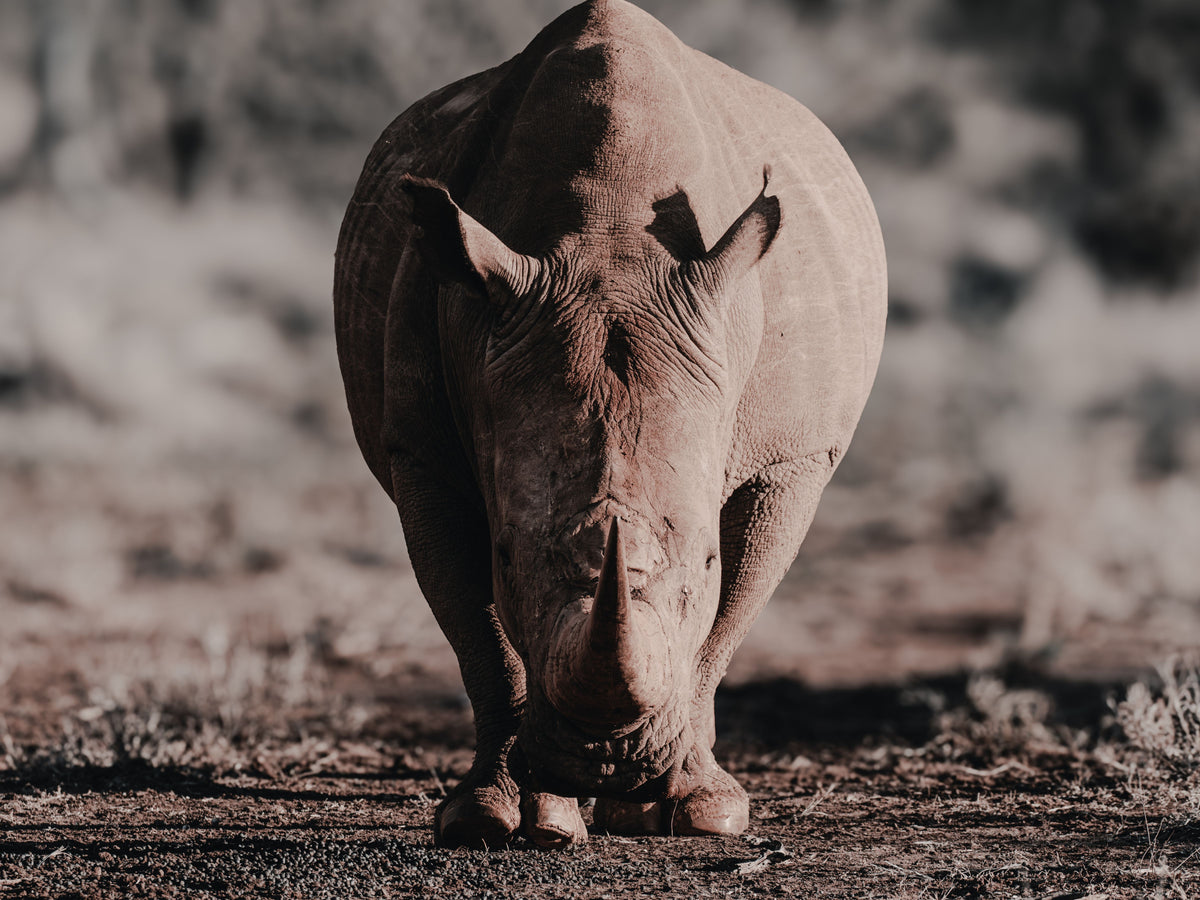 A close-up photograph of a rhinoceros standing on dry ground with a blurred natural background.
