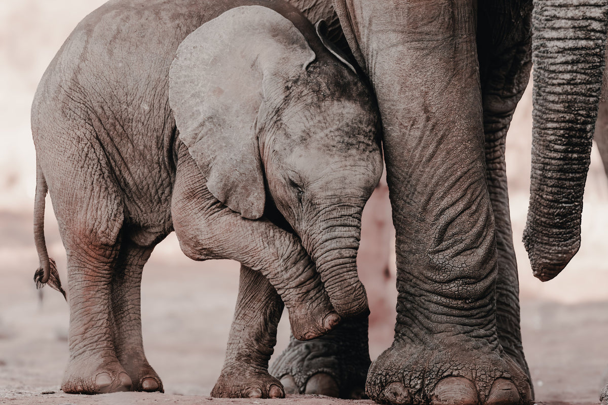 A close-up photograph of a baby elephant standing beside and nuzzling an adult elephant, with the adult's large feet and trunk visible in a soft-focus outdoor setting.