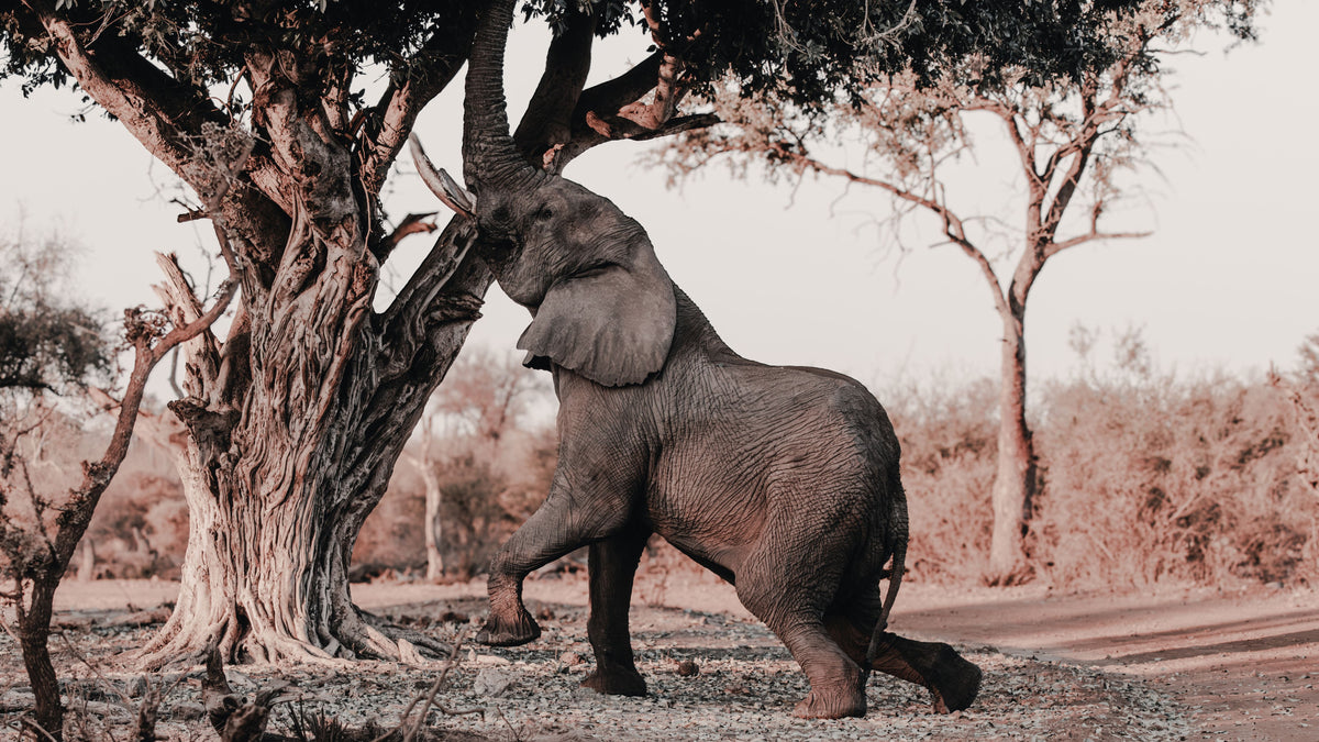 A sepia-toned photograph of an elephant standing on its hind legs and rubbing its trunk against the trunk of a large tree in a savanna-like landscape.