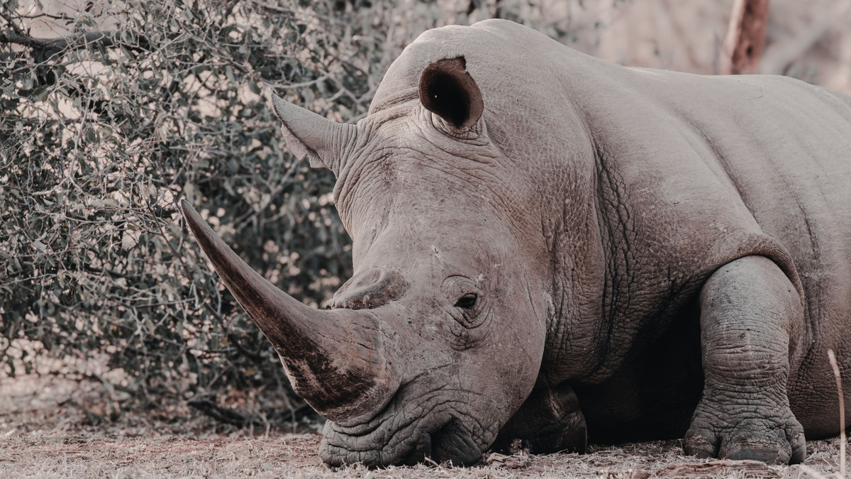 A close-up photograph of a rhinoceros resting on dry ground with shrubs in the background.