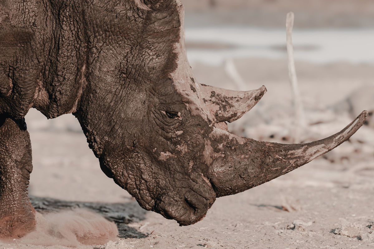 A close-up photograph of a rhinoceros in a dry, savanna environment, shown in muted sepia tones.