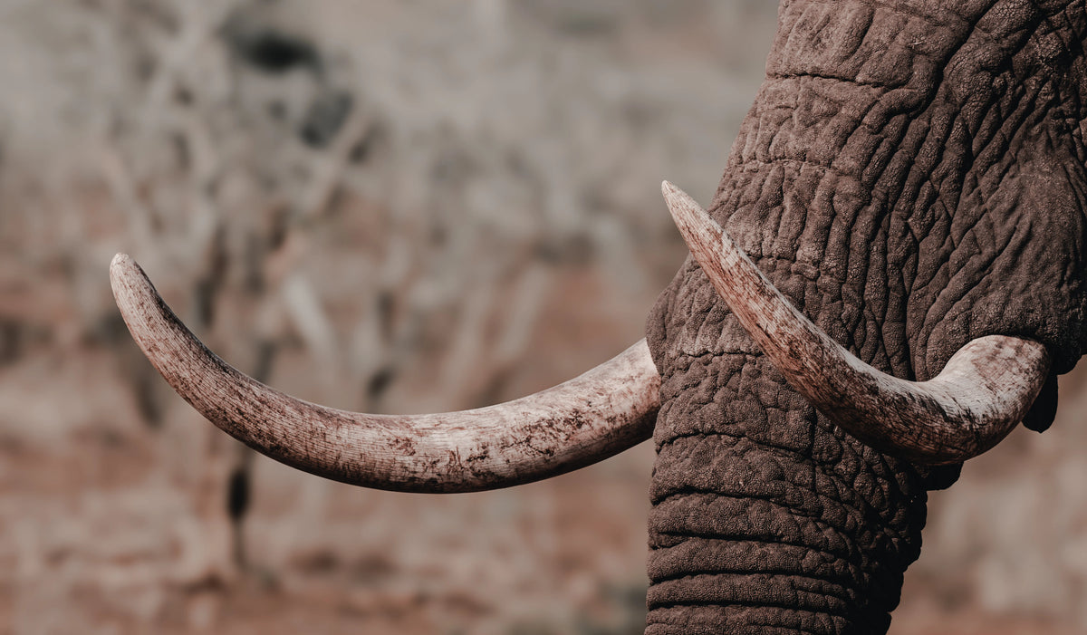 Close-up of an elephant's textured dark brown skin and long curved ivory tusks against a blurred natural background.