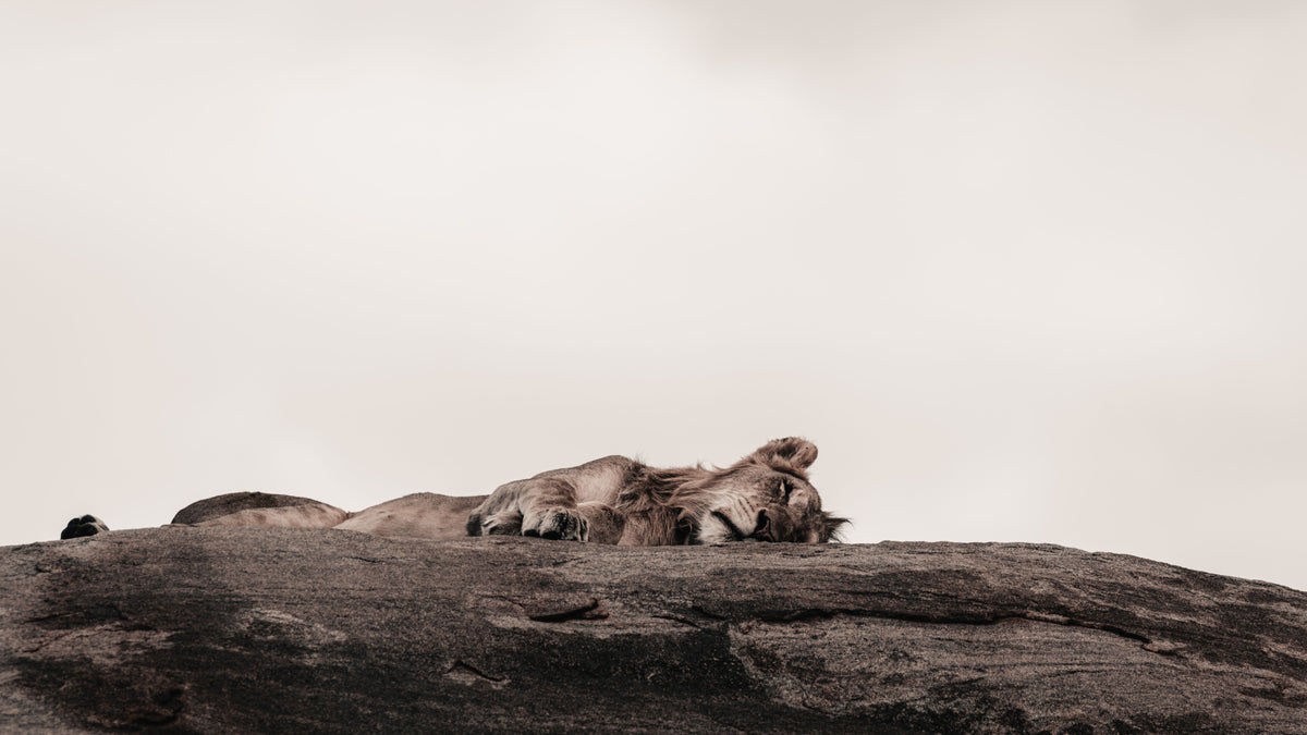 A large sleeping lion resting on a dark, earthy rock against a muted sky.