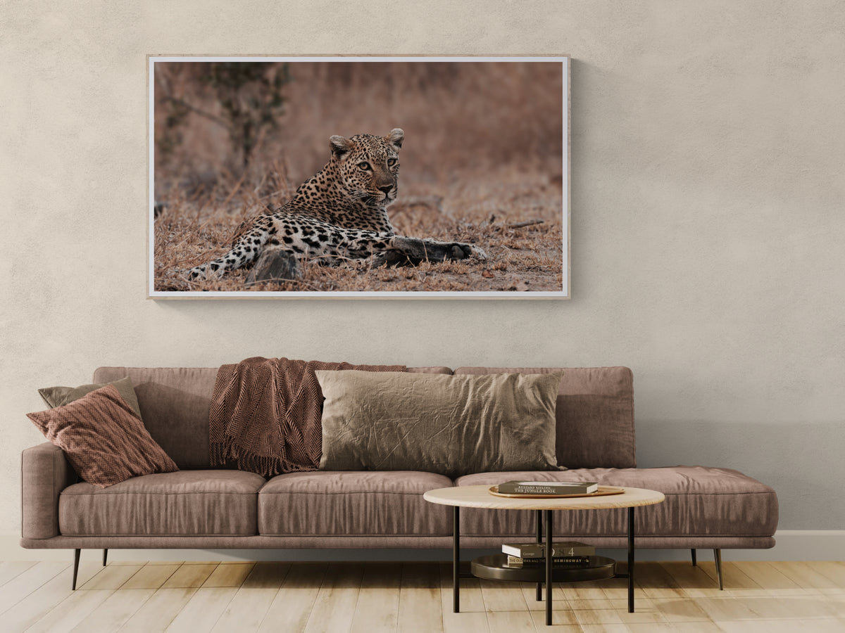 A framed wall fine art print of a leopard lying in dry grass, displayed above a brown sofa in a modern living room setting.