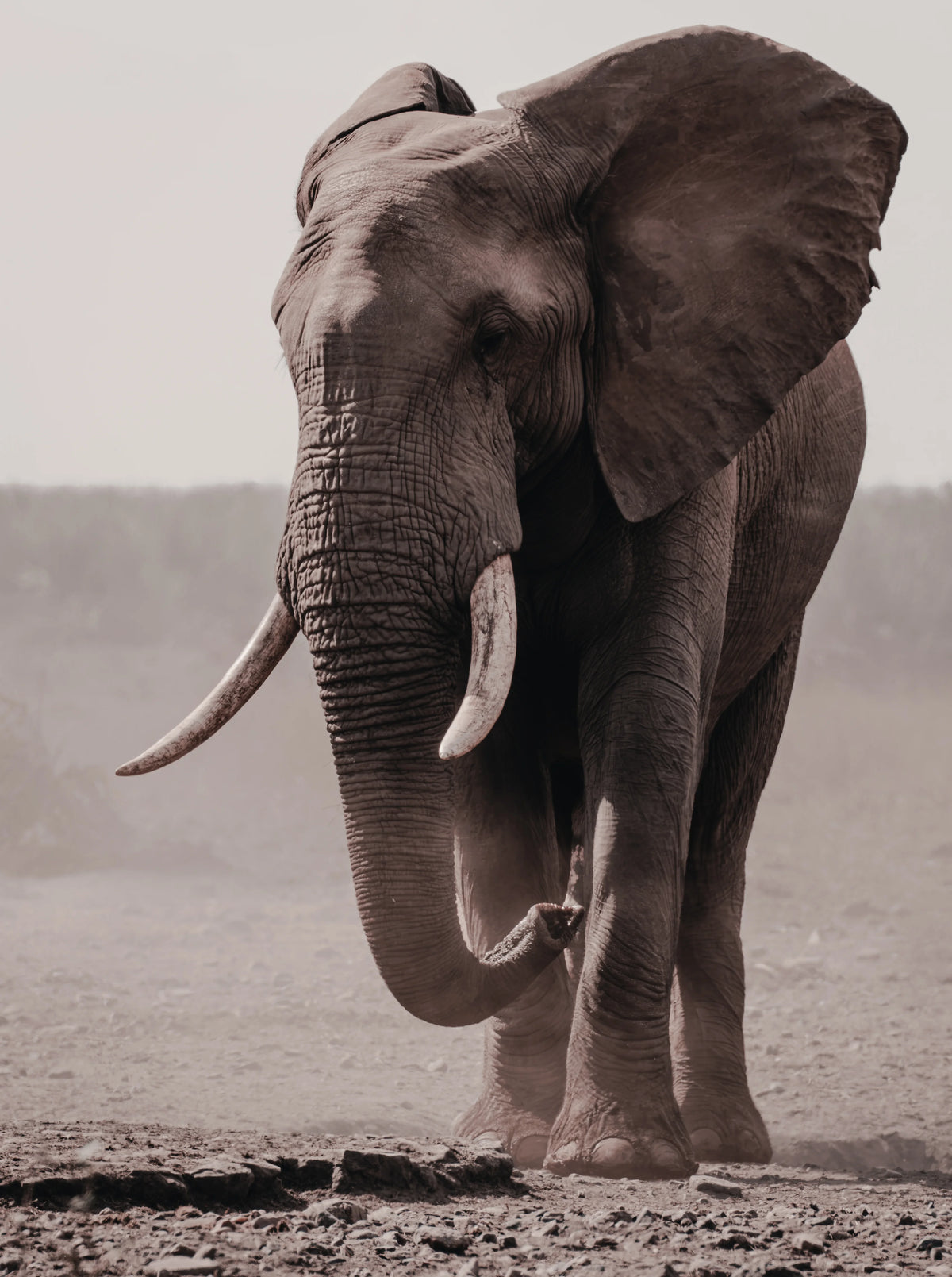 A sepia-toned photograph of an elephant standing in a dry, dusty landscape, with its trunk lowered and large ears visible.