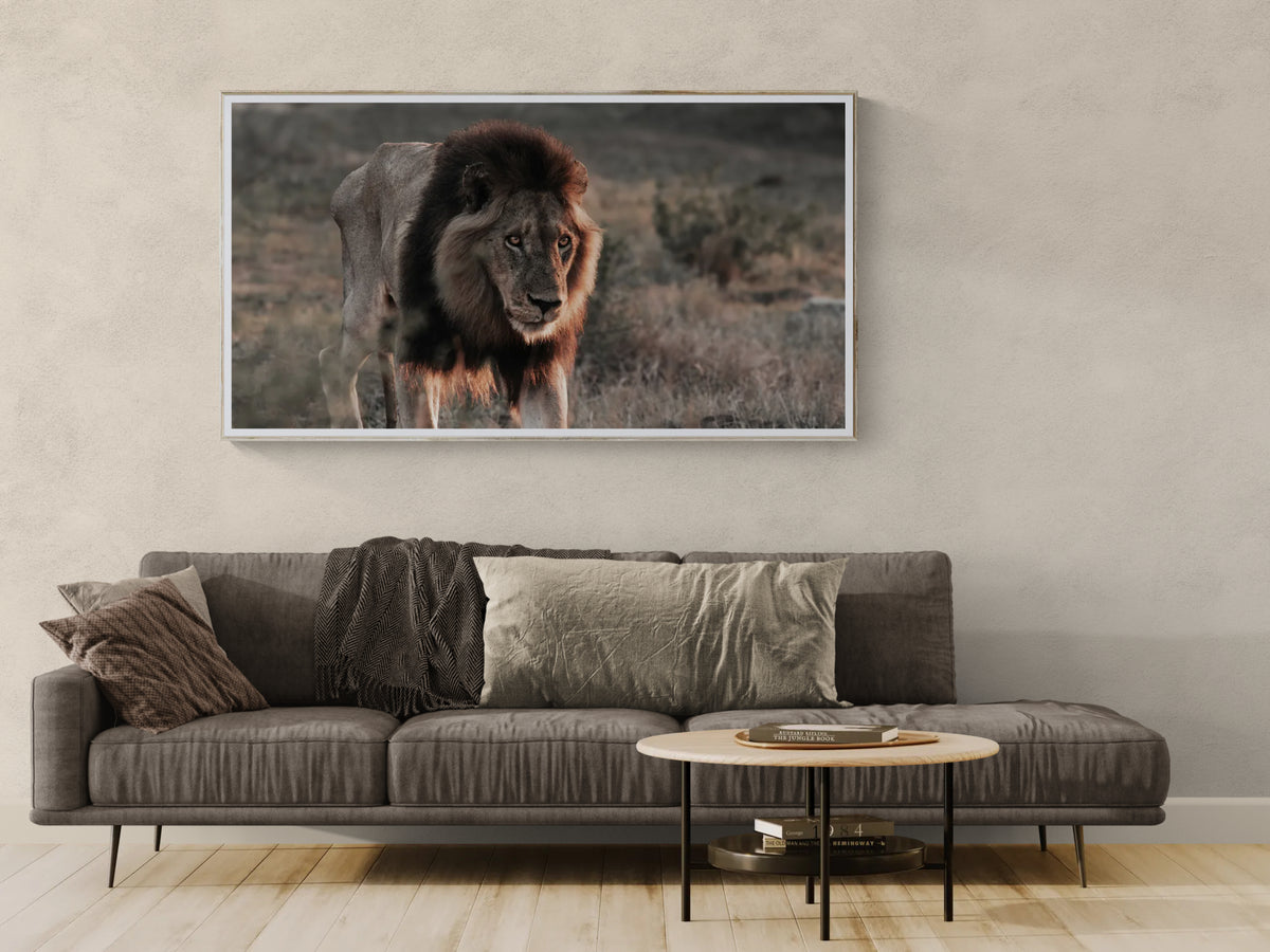 A framed photographic fine art print of a lion in a savanna landscape, displayed on a textured beige wall above a modern fabric sofa with a round wooden coffee table in the foreground.