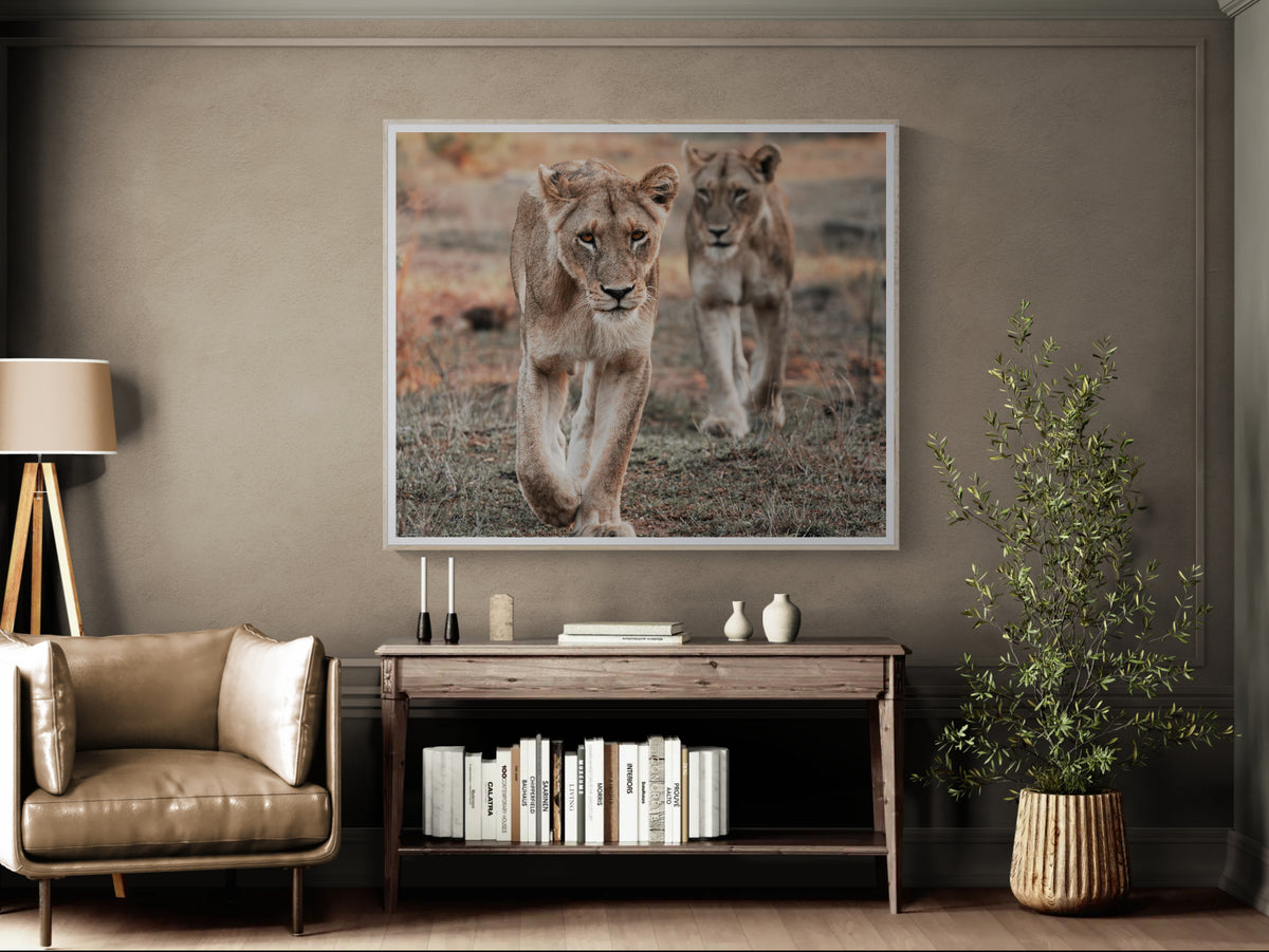A framed wall art print showing two lionesses walking in a grassy landscape, displayed in a styled living room above a wooden console table.