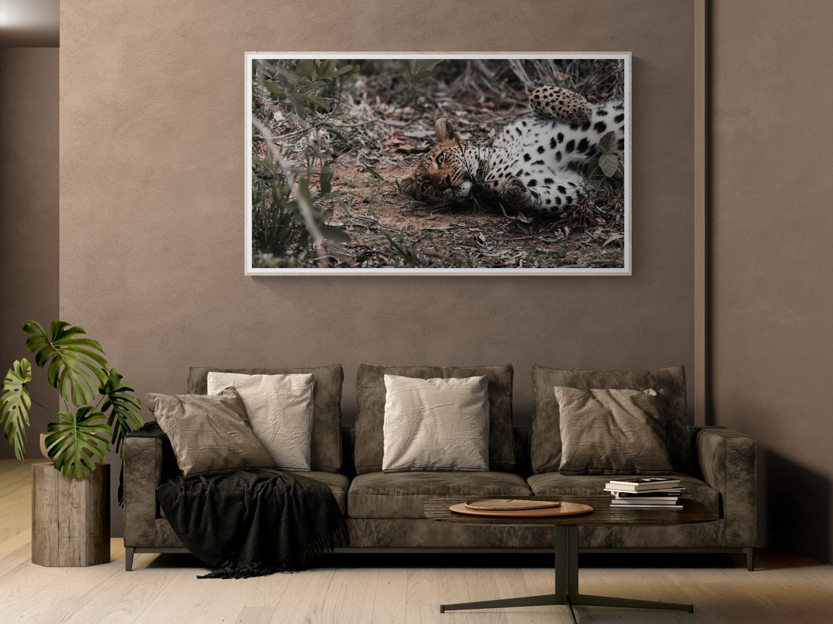 A framed photographic fine art print of a  a leopard resting in brush, displayed on a taupe wall above a sofa in a modern living room setting.