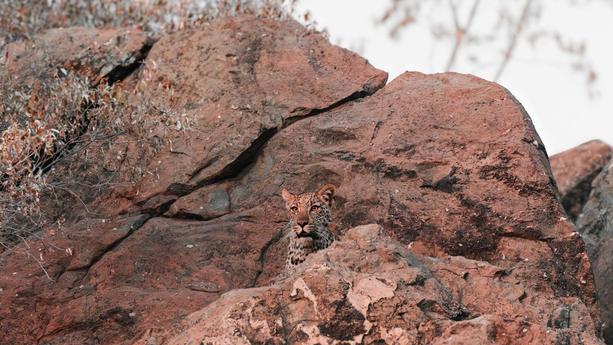 A leopard peering from behind large reddish-brown rocks in a savanna landscape.