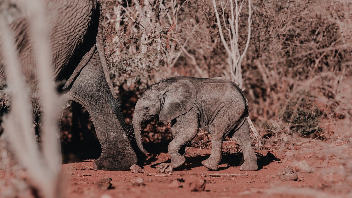 Tiny Strides fine art photographic print depicting a baby elephant following its mother in an arid savanna setting.