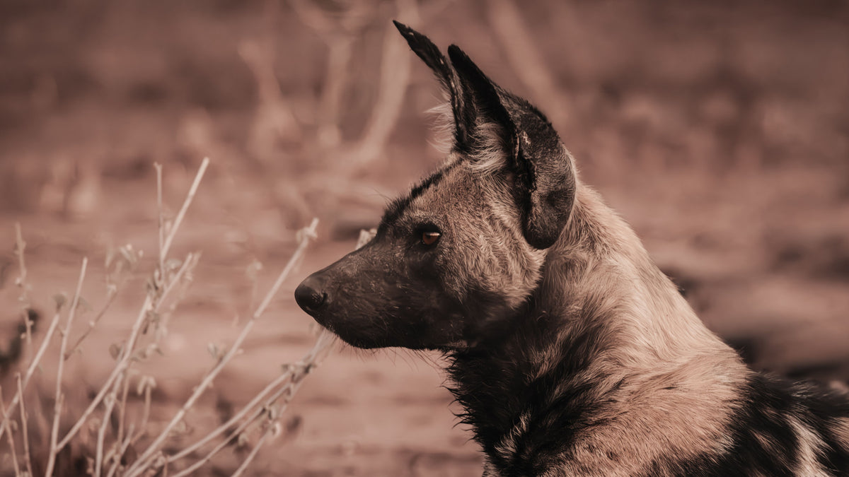 A sepia-toned close-up portrait of an African wild dog in profile, with dry brush in the foreground and a blurred natural background.
