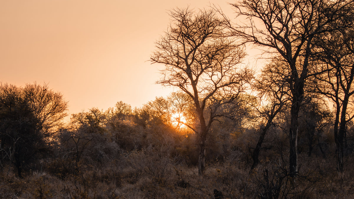 Silhouetted leafless trees and dry brush against a warm orange sunset sky, with the sun low on the horizon.