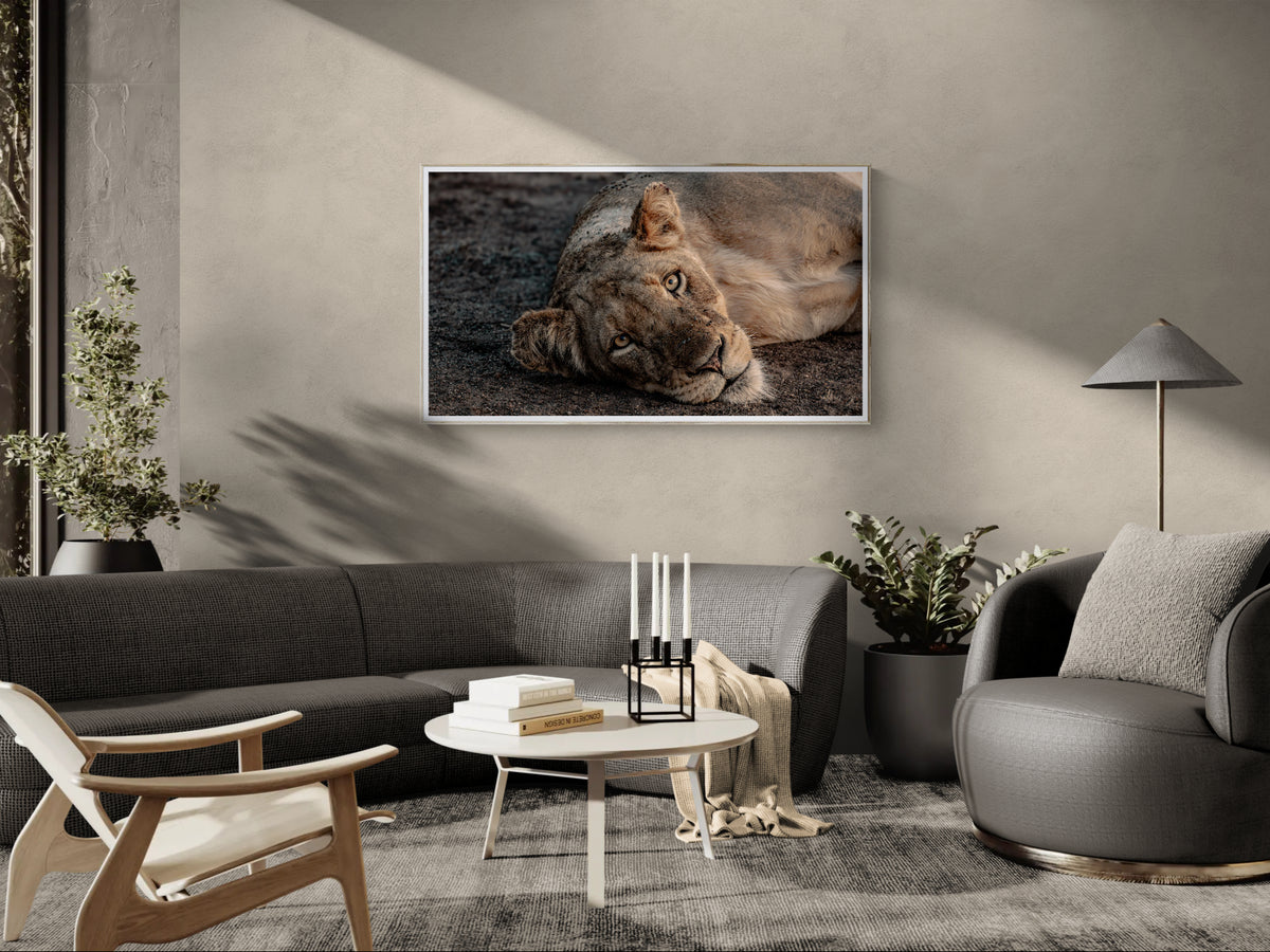 A framed wall fine art print of a resting lion hanging above a modern sofa in a styled living room with chairs, plants, and a coffee table.