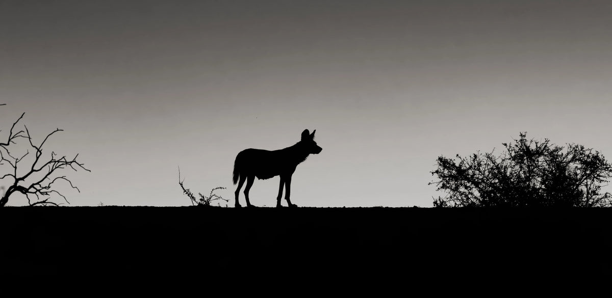 A black silhouette of an African wild dog against a pale grey gradient sky, with bare tree branches on the left and a bush on the right.