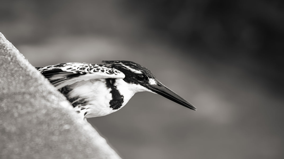 Black and white close-up photograph of a pied kingfisher perched on a rock, with a blurred natural background.