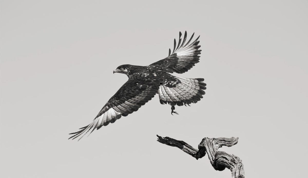 A black and white photograph of an eagle in flight, captured mid-air with wings spread wide above a gnarled branch against a pale grey sky.